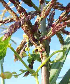 Inca Red heirloom corn tassels entwined w/ heirloom Kentucky Wonder pole beans