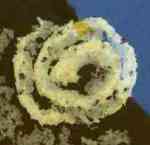 Picture of pine tree pollen curled into spiral by movement of water.